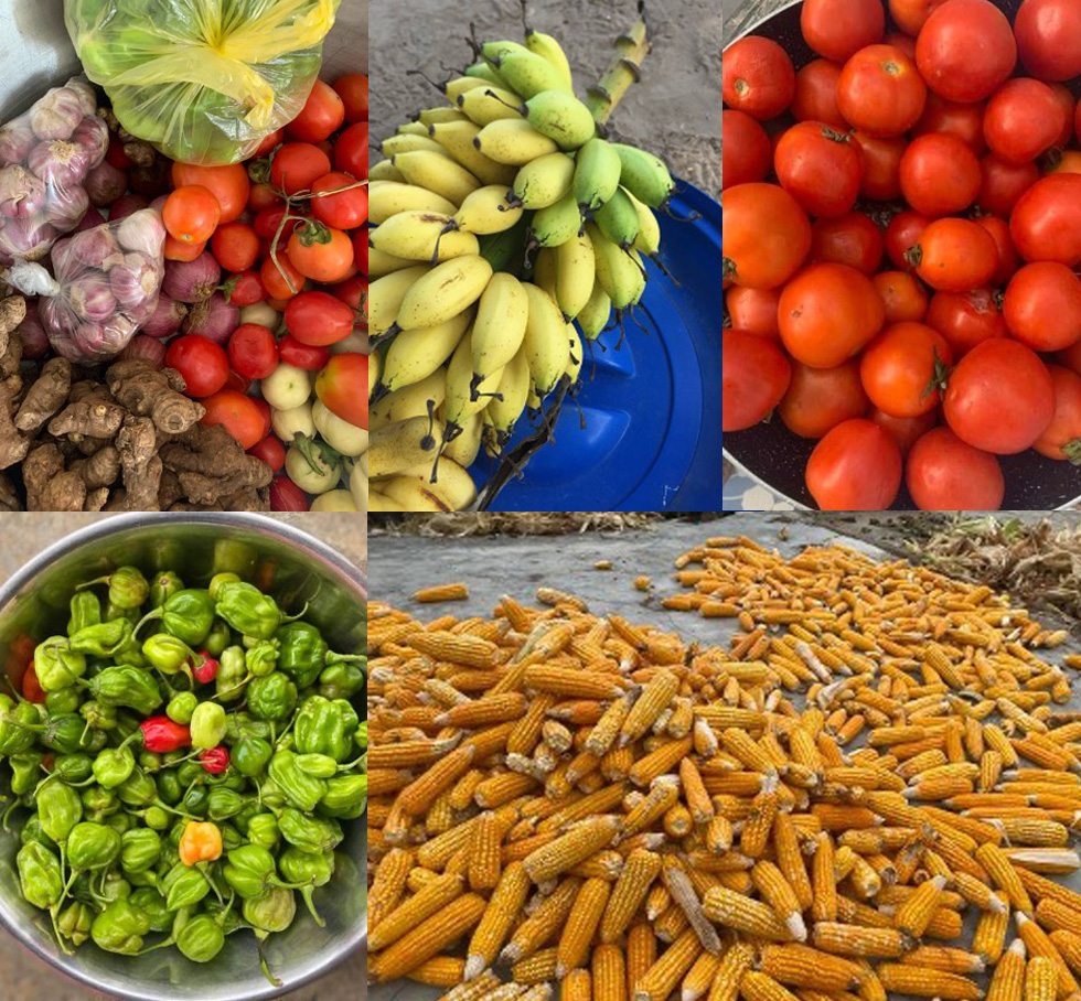 Fresh produce display featuring a variety of vegetables and fruits, including garlic, tomatoes, bananas, green peppers, and corn. The image highlights the vibrant colors and textures of each item, showcasing a healthy selection of agricultural products.