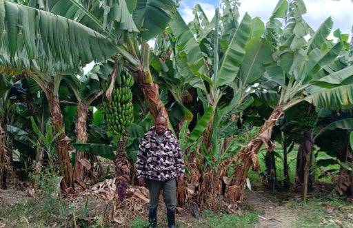 Person in a field with palm trees