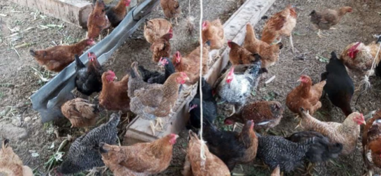 Chicken